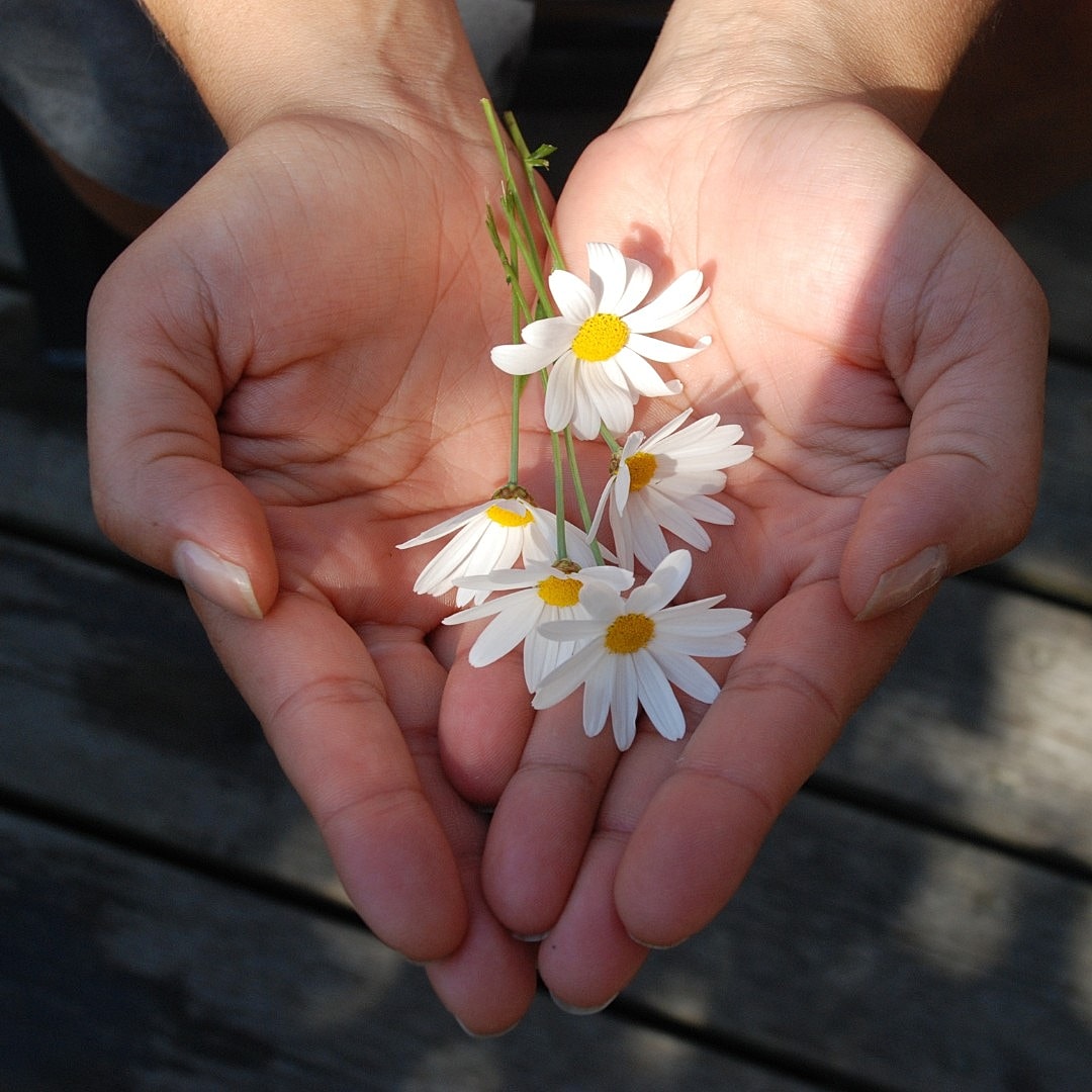 Hands holding white daisies gently.